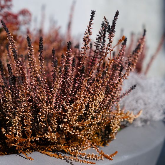 Coupe de bruyère d'automne en pot, pour fleurir une tombe
