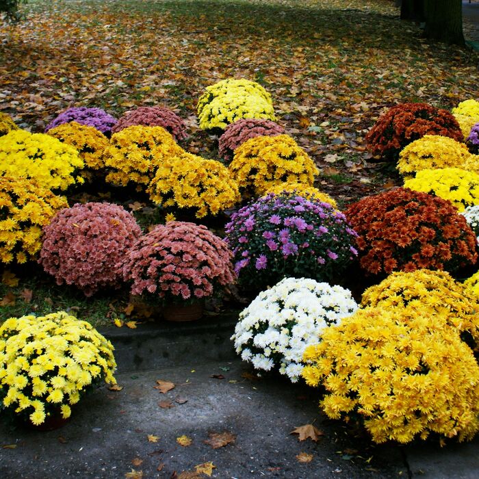 Chrysanthèmes en pot jaunes, blancs, roses et mauves à l'automne